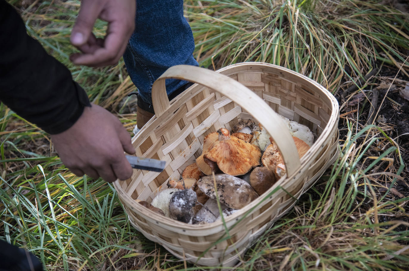 No todas las setas son de otoño, pero el otoño constituye una temporada venerable para los frutos de los hongos, y en consecuencia para nuestras despensas. Viajamos con Clara Puig y Borja Susilla, del restaurante Tula de Jávea hasta los cercanos montes de Teruel, en las inmediaciones de Tramacastilla, en busca de setas de temporada.