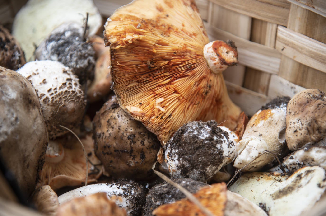 No todas las setas son de otoño, pero el otoño constituye una temporada venerable para los frutos de los hongos, y en consecuencia para nuestras despensas. Viajamos con Clara Puig y Borja Susilla, del restaurante Tula de Jávea hasta los cercanos montes de Teruel, en las inmediaciones de Tramacastilla, en busca de setas de temporada.