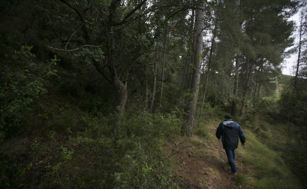 Olocau también cuenta con un frondoso bosque en el que desconectar. 