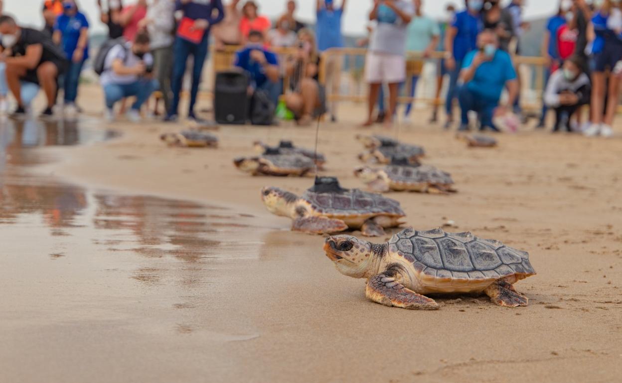 Las tortugas regresan al mar desde la playa del Cap Blanc. 