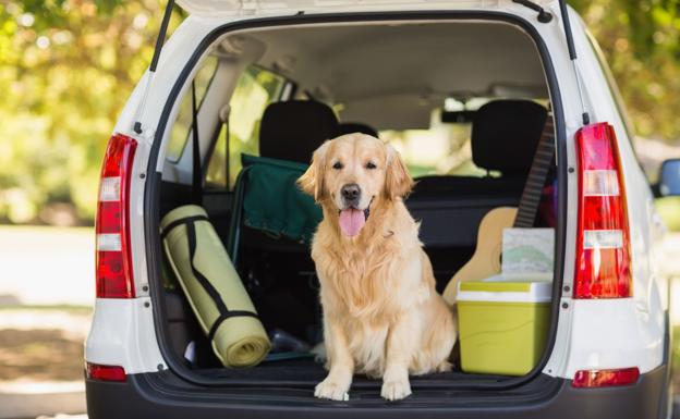 Las 10 mejores razas de perro para familias con niños