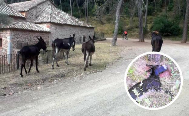 El proyecto verde de la Conselleria de Agricultura para limpiar montes acaba con diez burros muertos