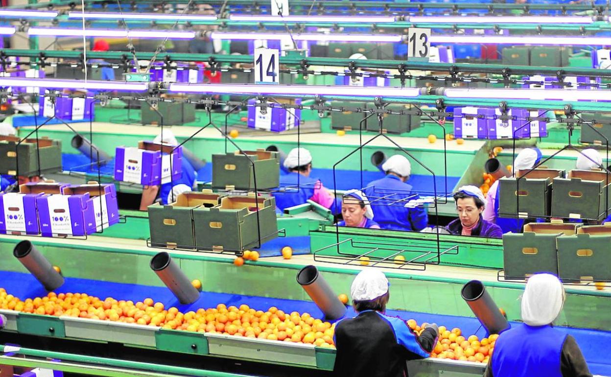 Un almacén de naranjas en Godelleta. 