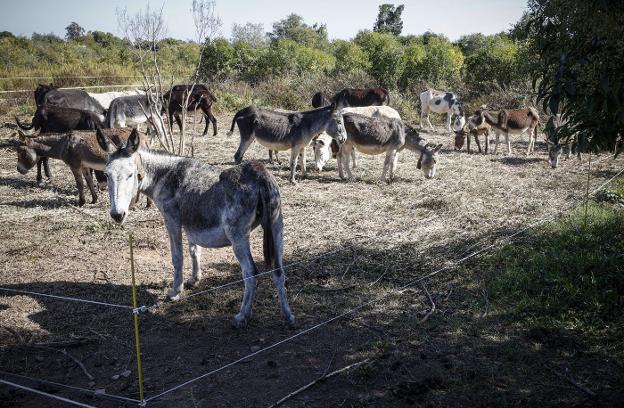 El PP de Castellón pide el cese de Mollà por la muerte de los burros