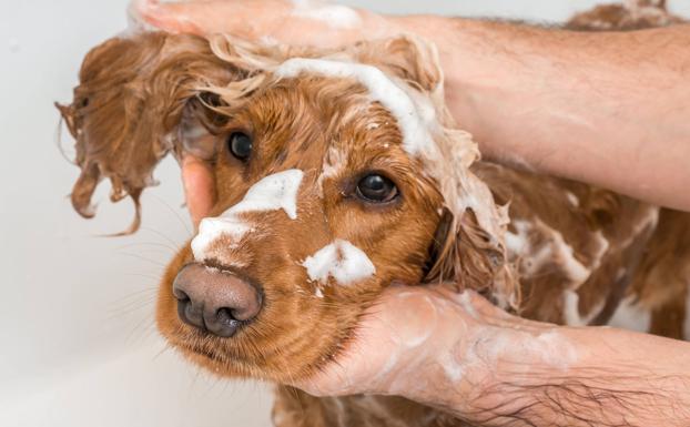 Cómo evitar que tu perro huela mal