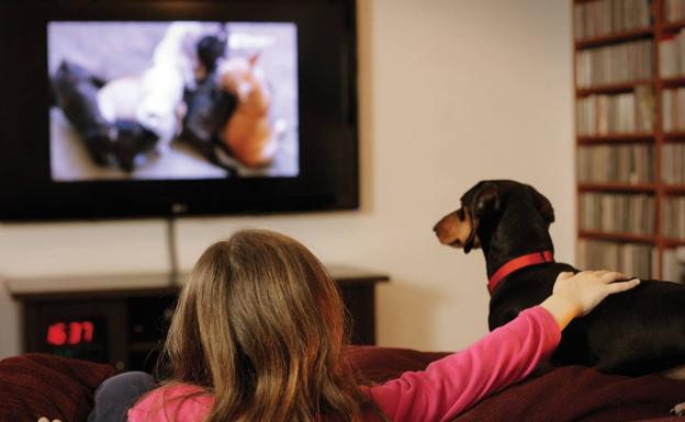 Por qué los perros miran fijamente la televisión