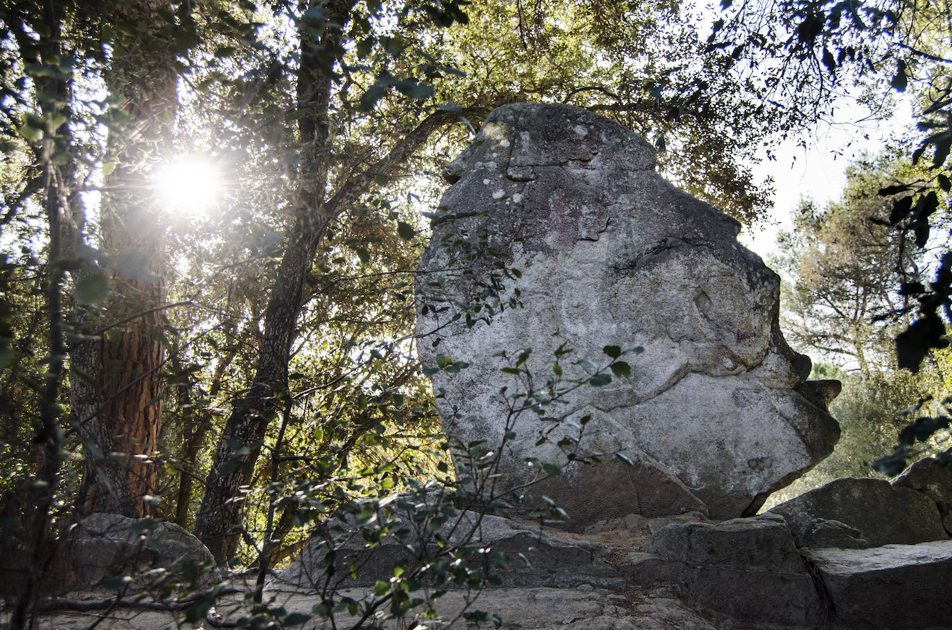 Fotos: El bosque encantado de Orrius, un lugar mágico y misterioso