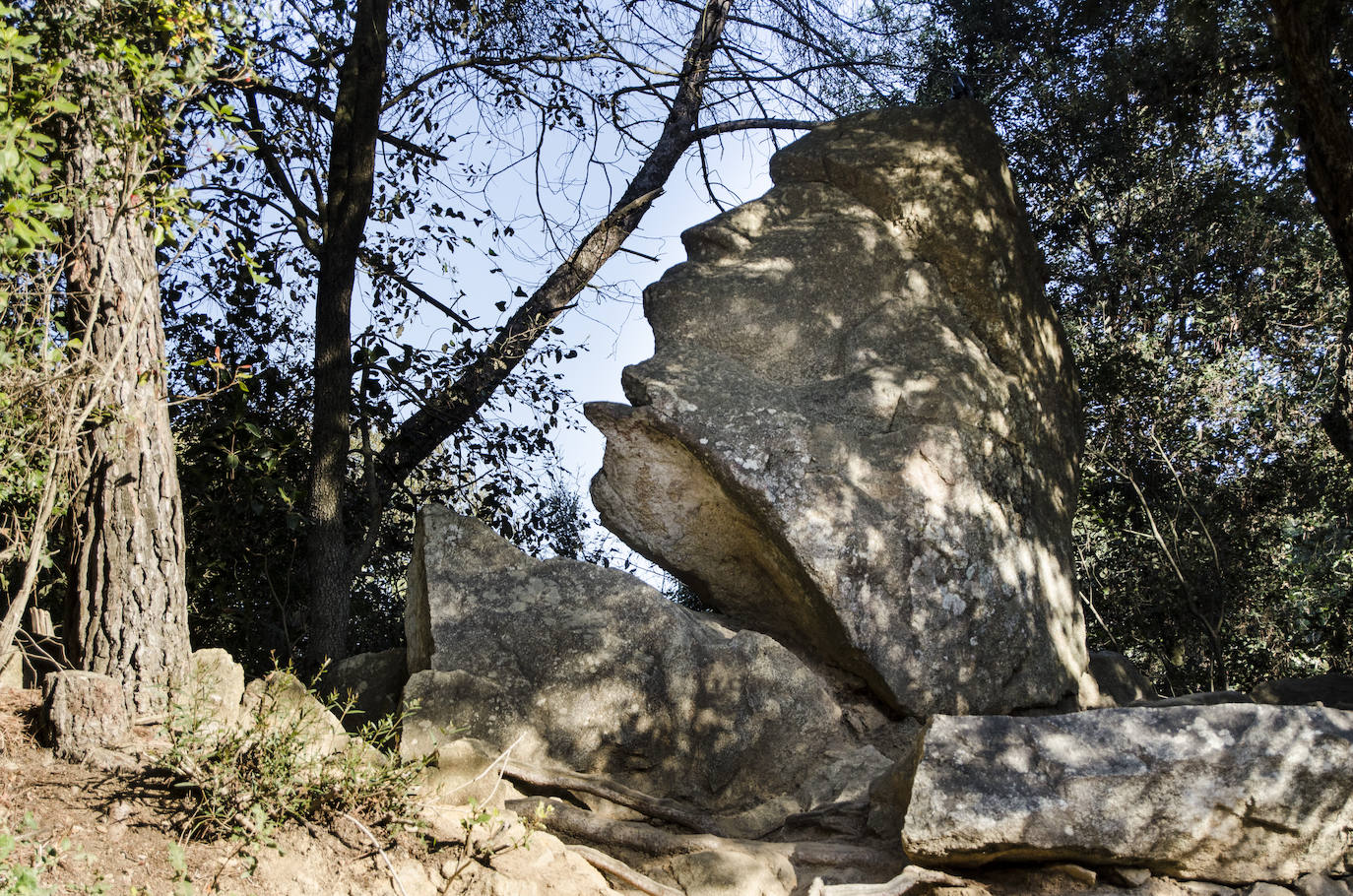 Fotos: El bosque encantado de Orrius, un lugar mágico y misterioso