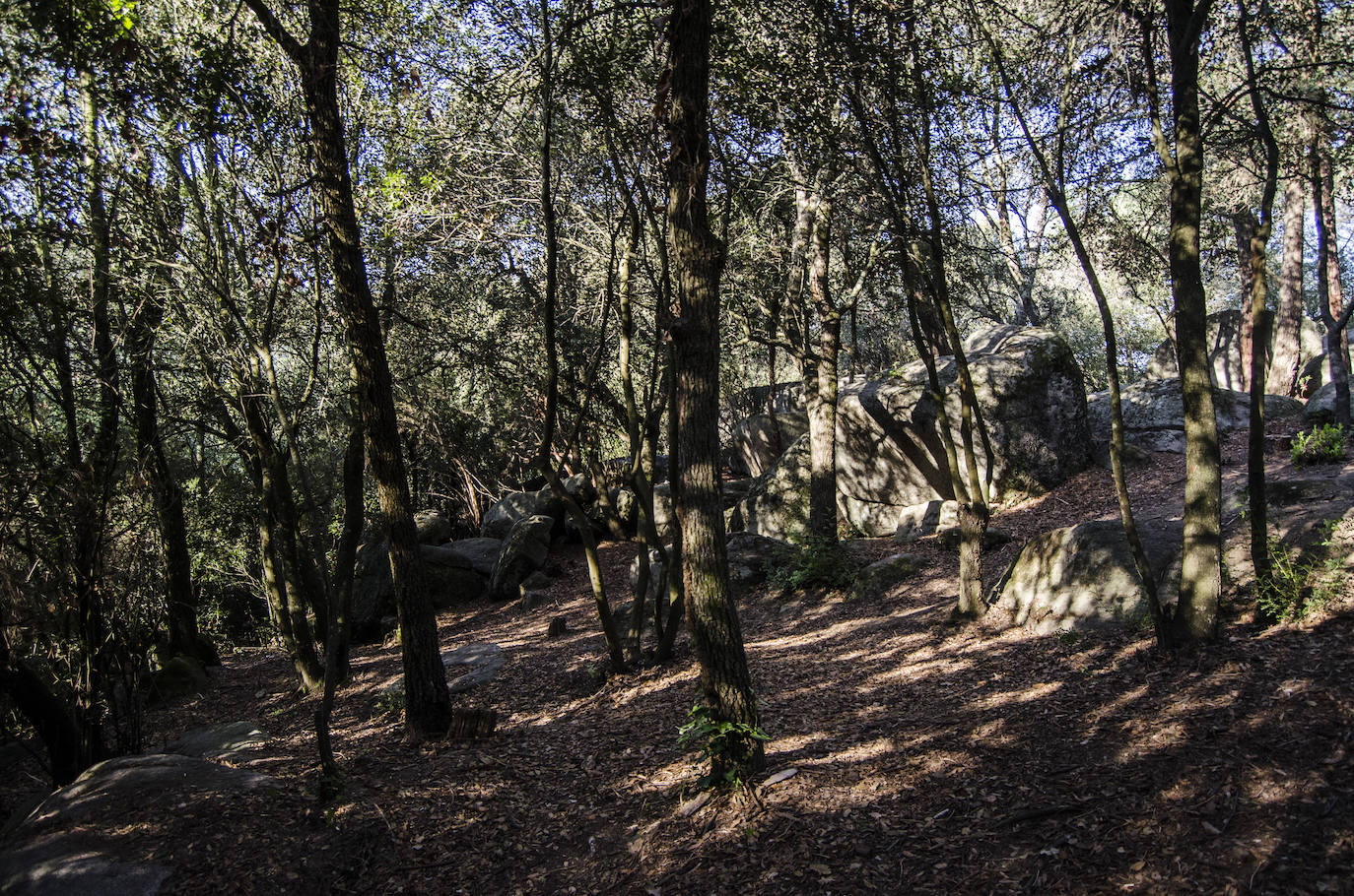 Fotos: El bosque encantado de Orrius, un lugar mágico y misterioso