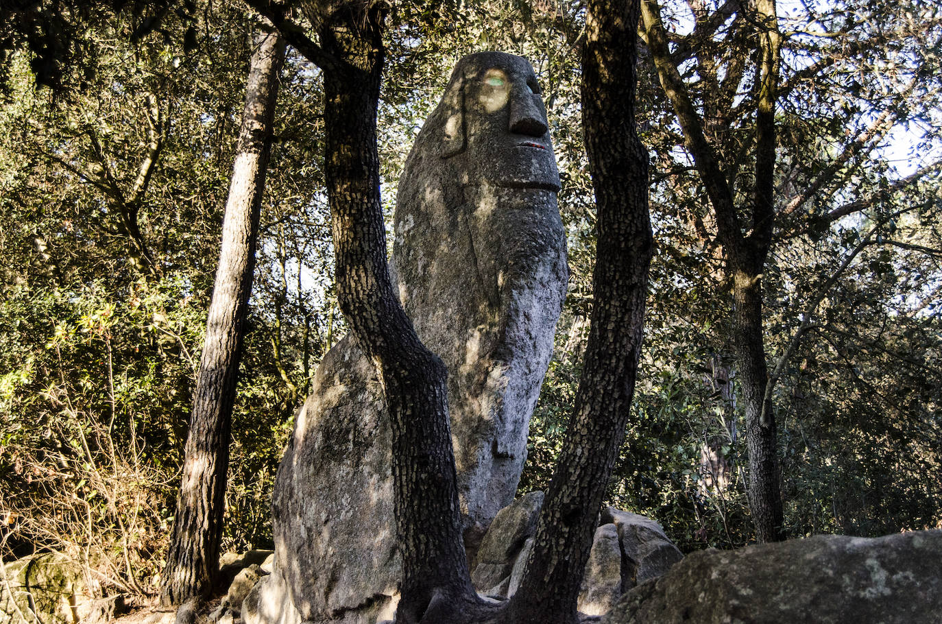 Fotos: El bosque encantado de Orrius, un lugar mágico y misterioso