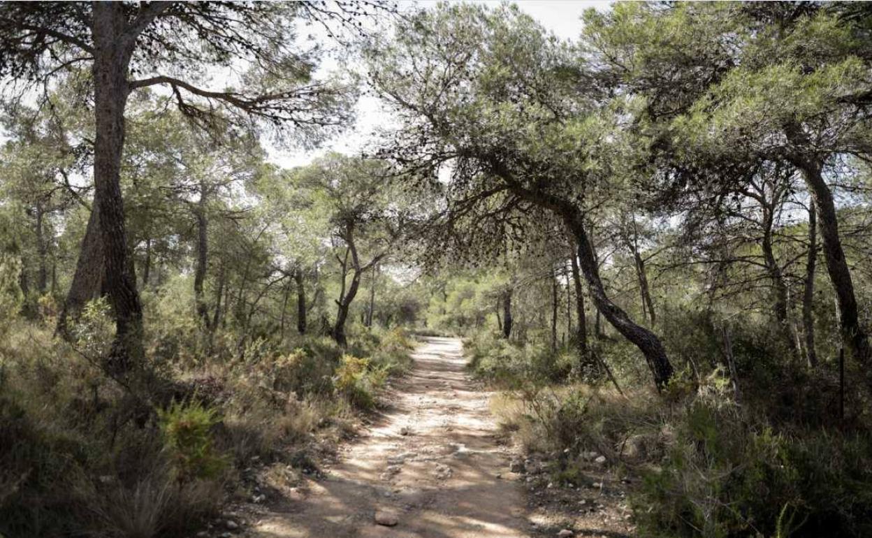 El entorno de La Vallesa. 