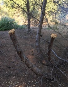 Imagen secundaria 2 - Los pinos cortados y la estructura de la cabaña. 