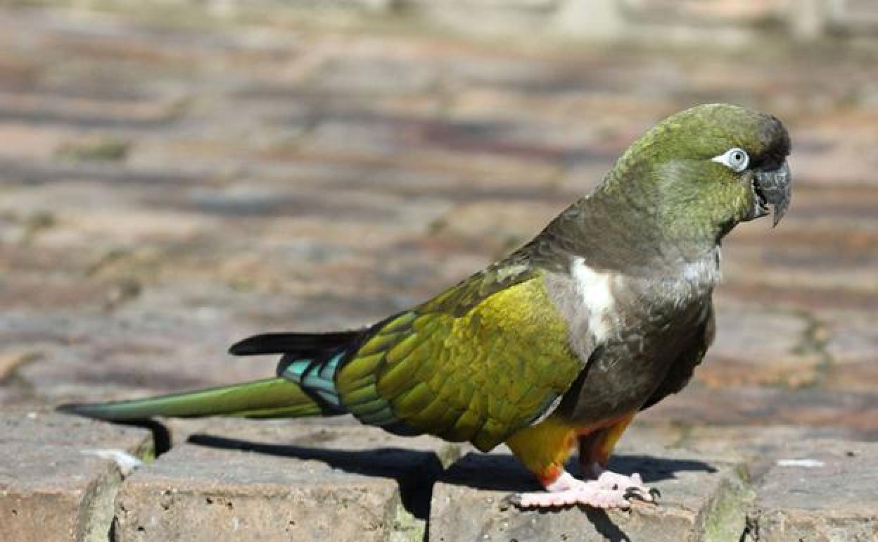 Ejemplar del loro barranquero