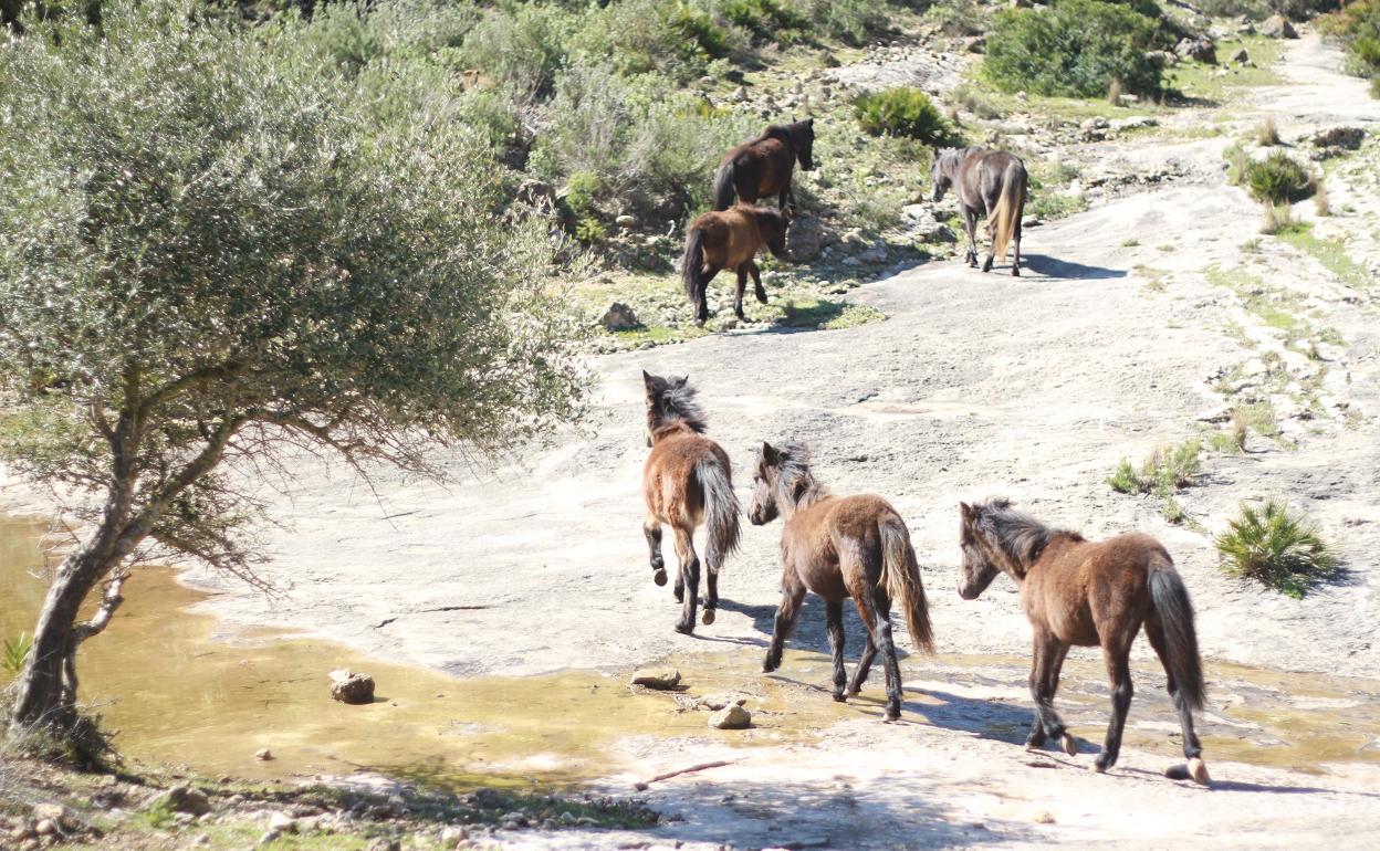 Animales salvajes en el paraje de Tous.