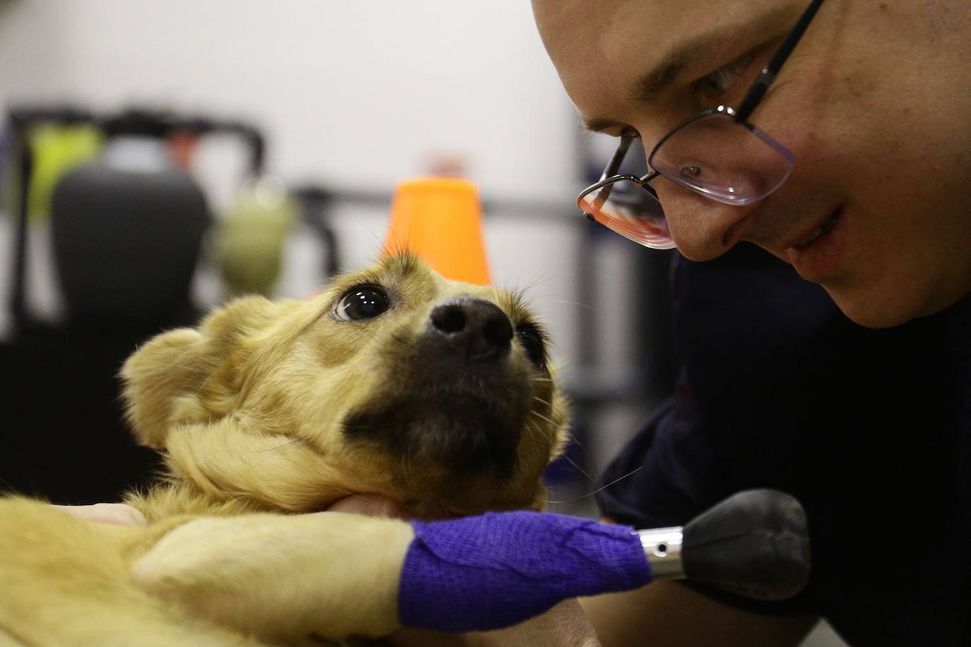 Fotos: La perrita Monika vuelve a andar