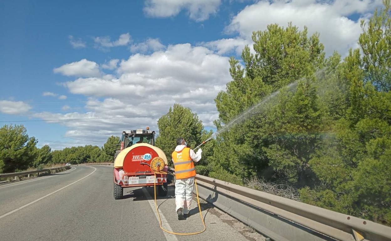 Un trabajador aplica el tratamiento en los pinos. 