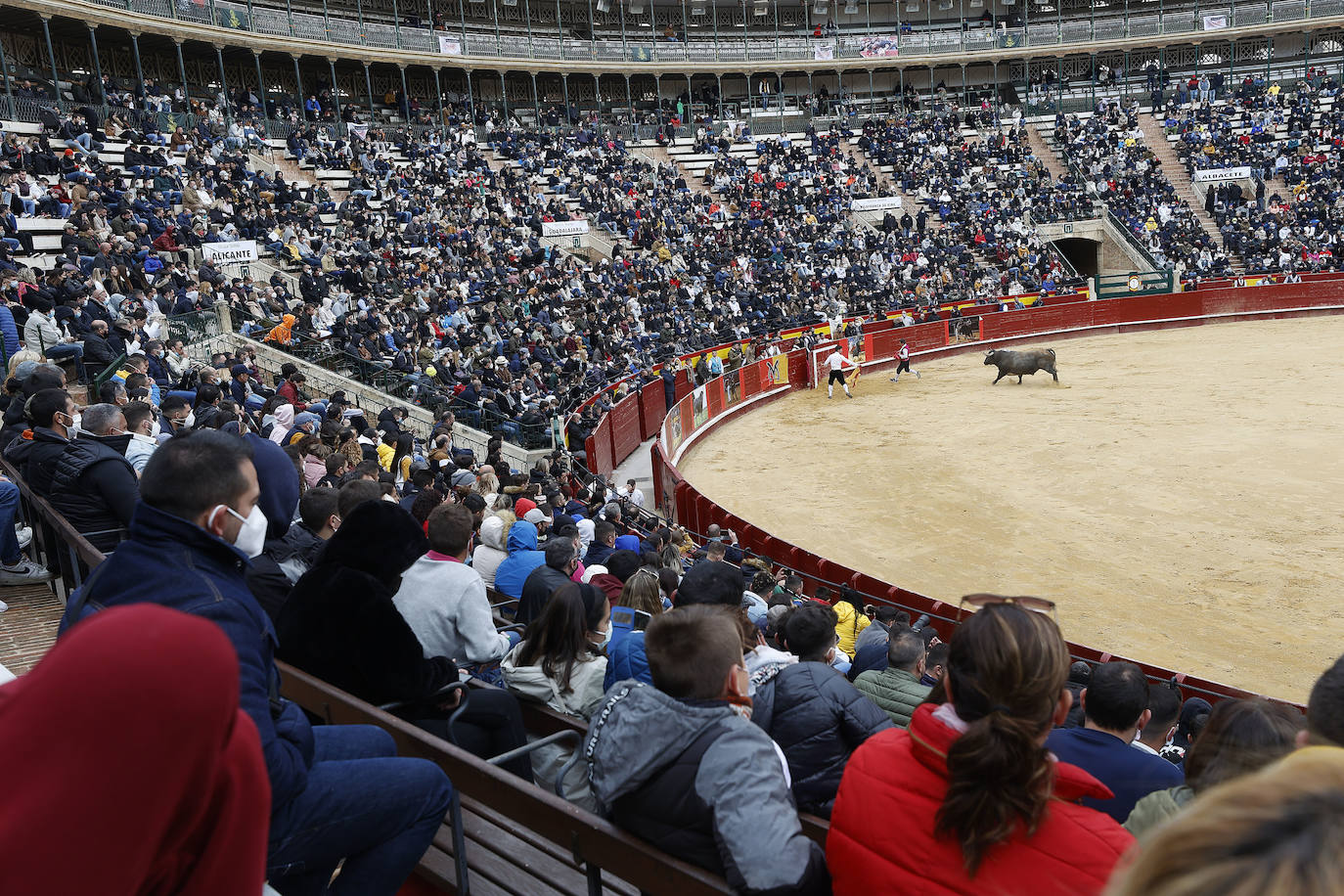 Miles de personas se dan cita en el coso de la calle Xàtiva para vivir el regreso de esta competición taurina popular con representantes valencianos, del resto del territorio nacional e incluso de Francia