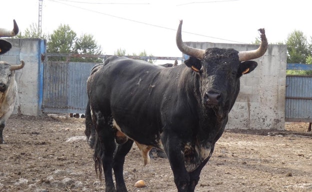 Uno de los toros que participarán en el festejo el próximo fin de semana. 