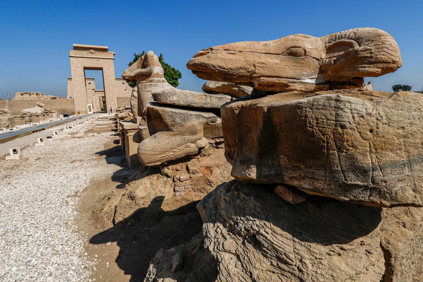 Fotos: Egipto devela el paseo de los carneros en Karnak