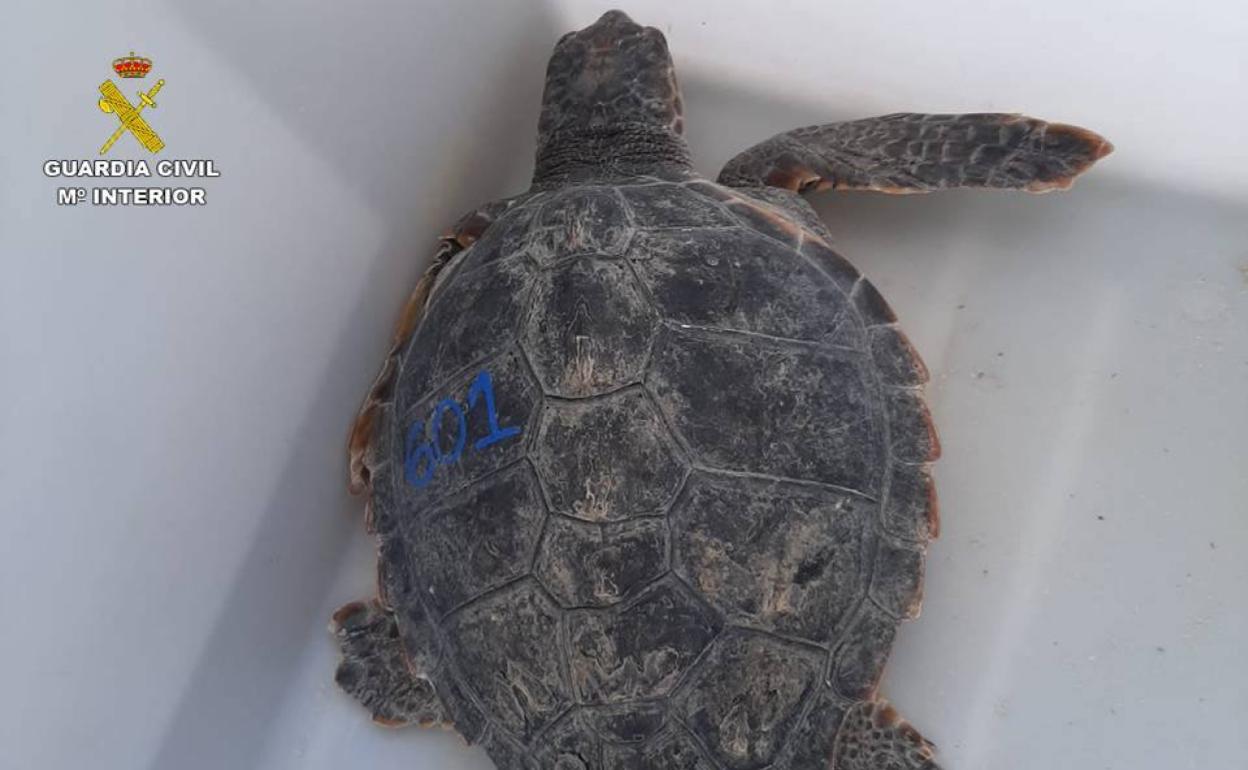 Una de las tortugas pesa 4 kilos y la otra 37. 