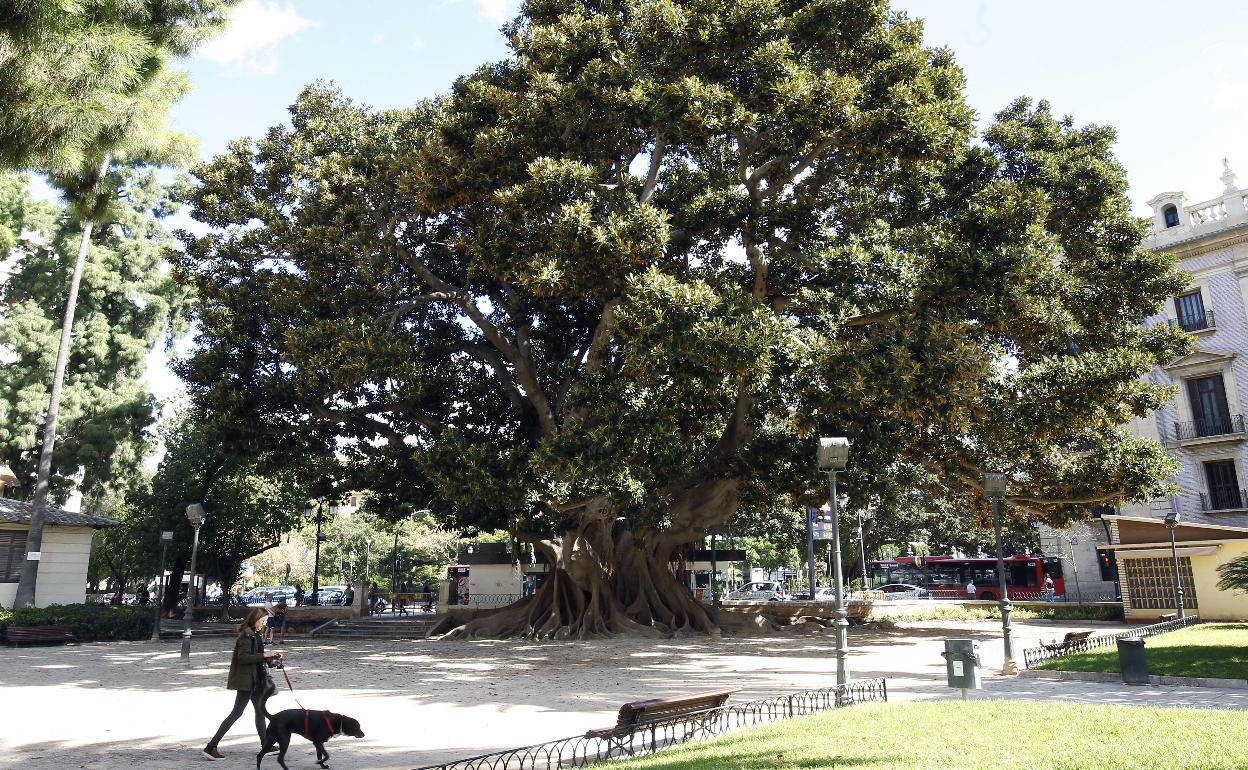 La plaza ajardinada donde el menor sufrió la agresión. 