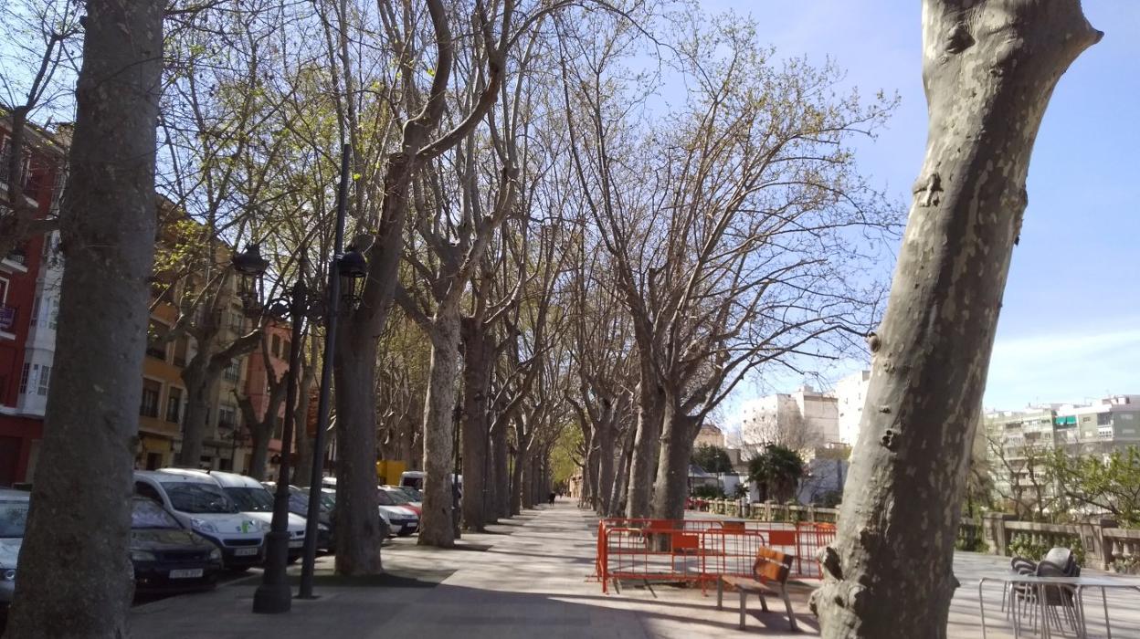 Los plataneros centenarios de la ciudad están declarados como Arboleda Monumental . B.G.