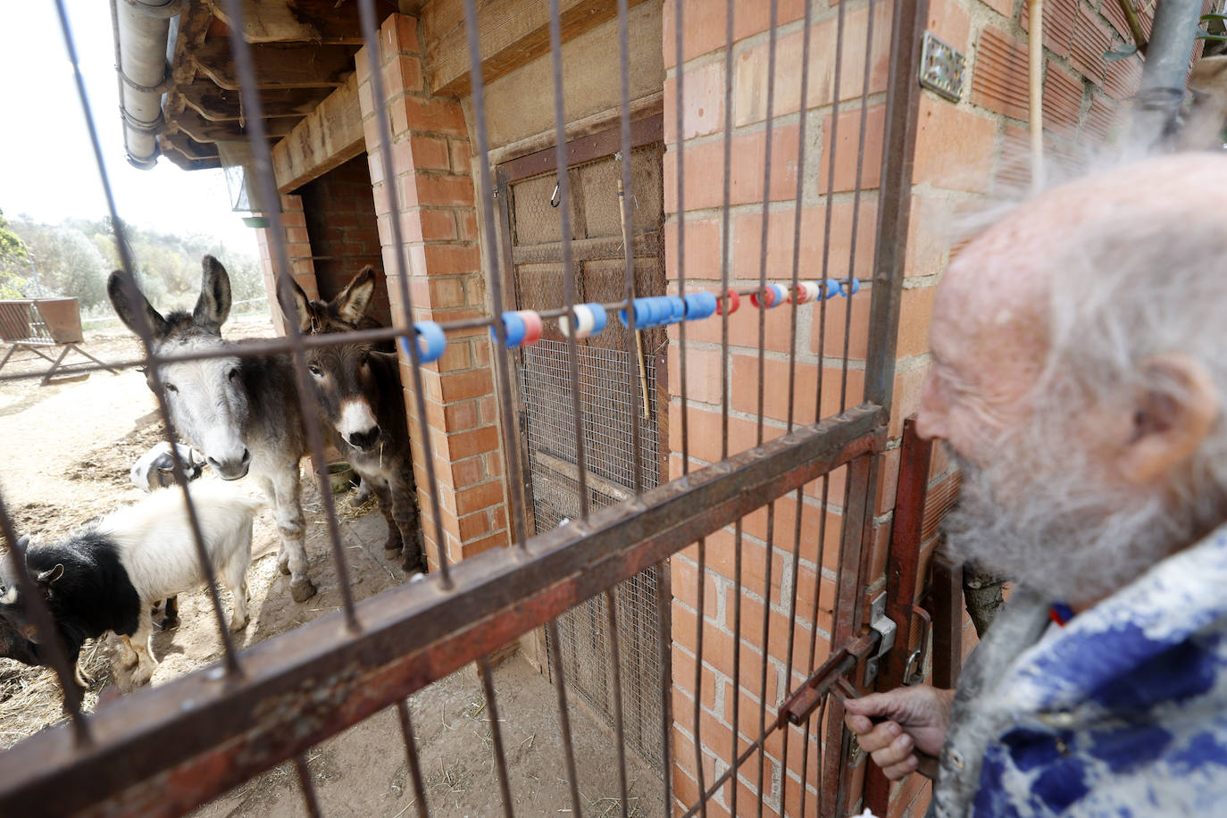 Ripollés ha convertido su casa en una granja donde tiene burros, cabras, gallinas y pavos reales.