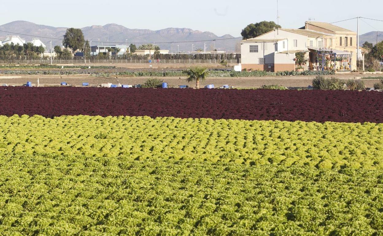 Huerta de Alboraya, por cuyo término pasan algunas alternativas del corredor. 