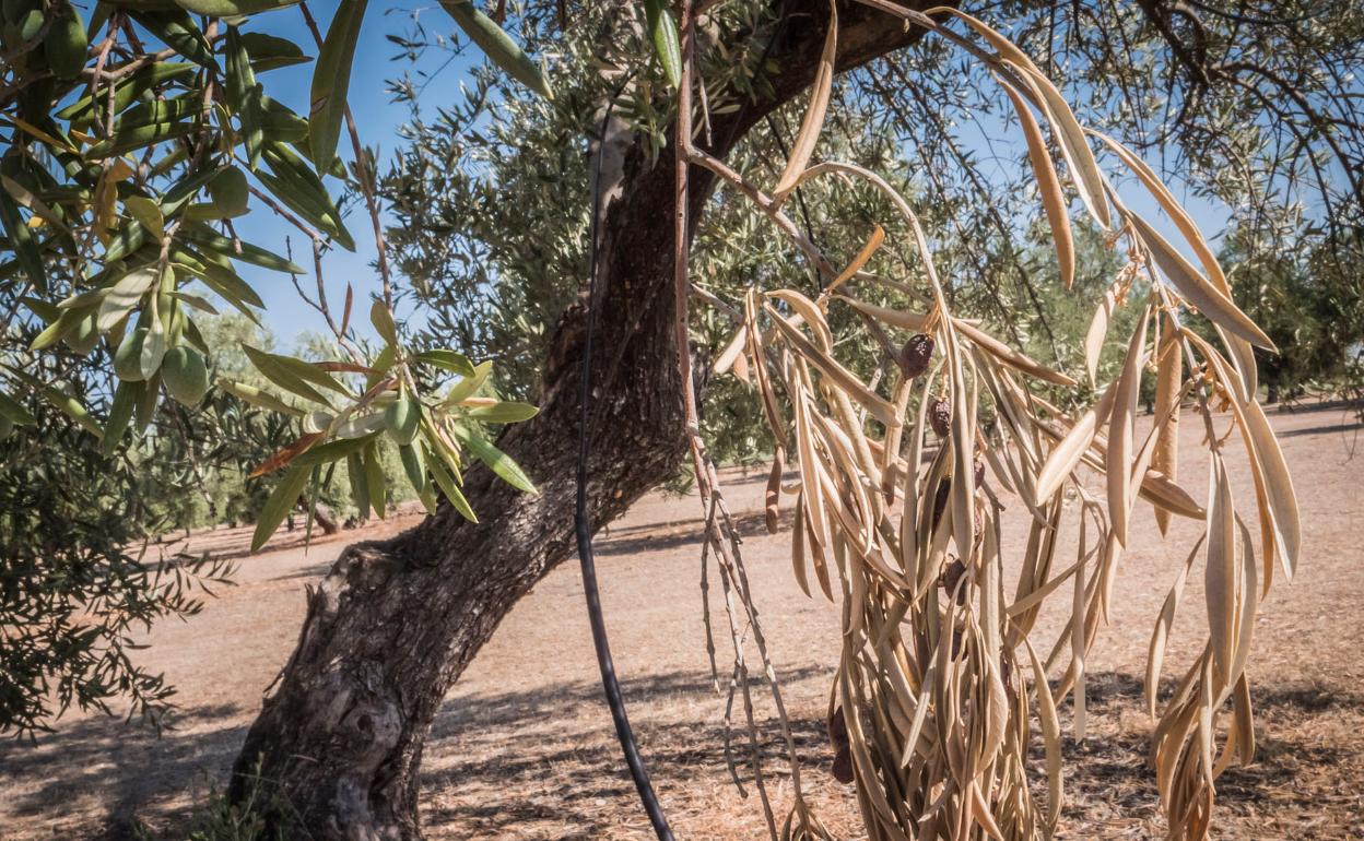 Efecto letal de la Xylella fastidiosa en un olivo. 