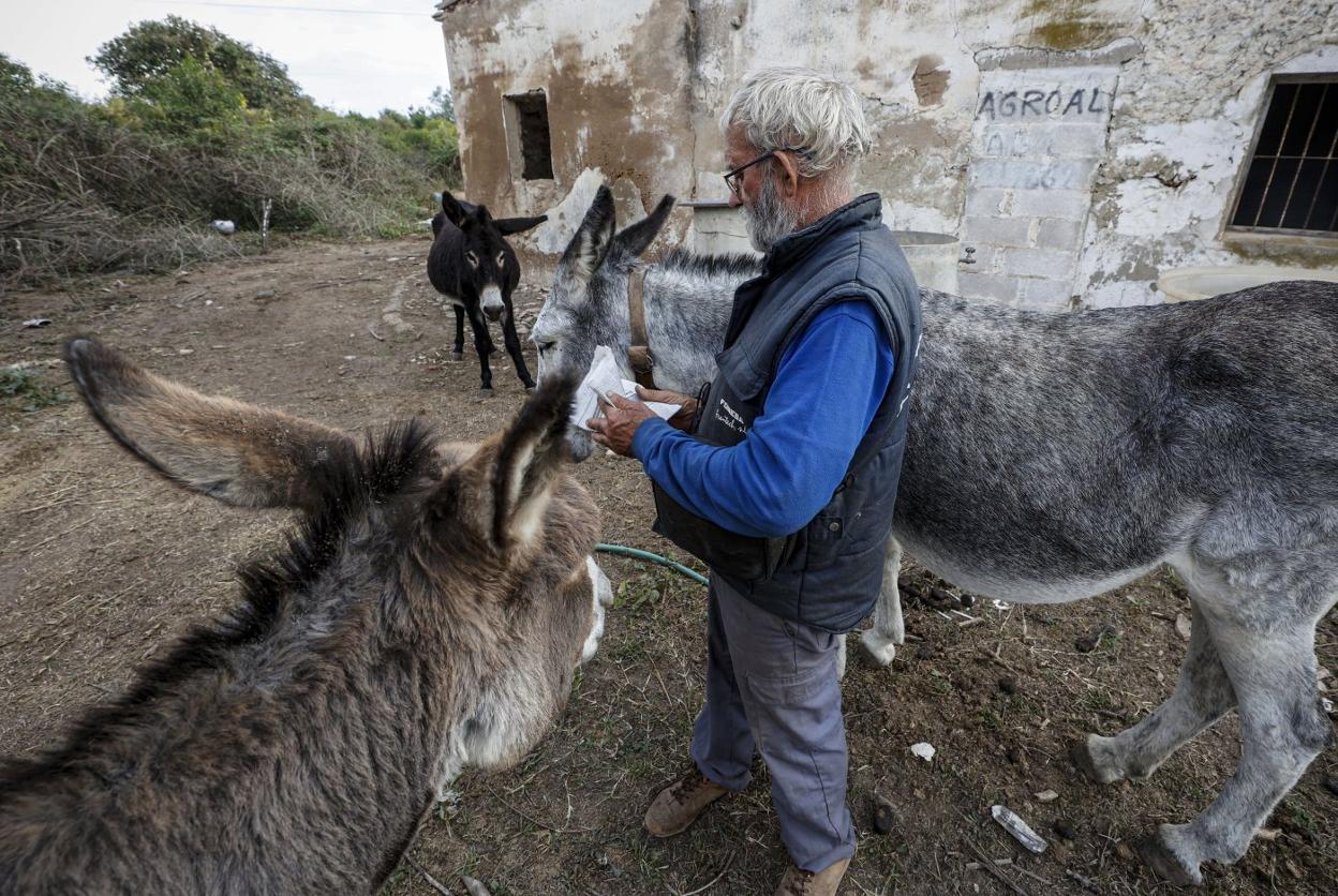 Juan Lebrián, con varios de sus burros. jesús signes
