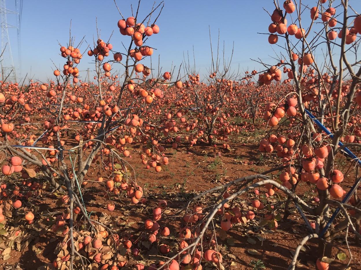 ¿Se perderán? Uno de tantos campos de caquis con los árboles ya sin hojas y repletos de frutos. Casi parecen adornos de Navidad.