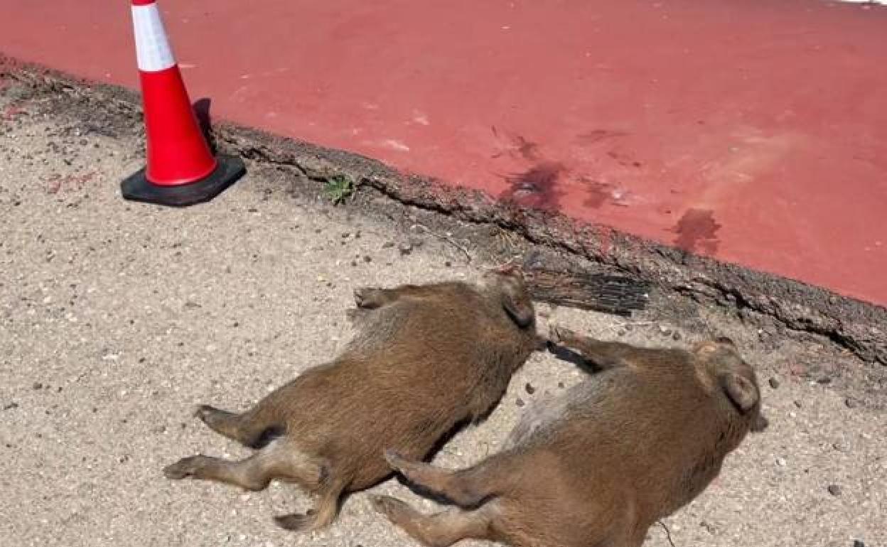 Dos jabalíes atropellados que causaron un accidente en Náquera recientemente. 