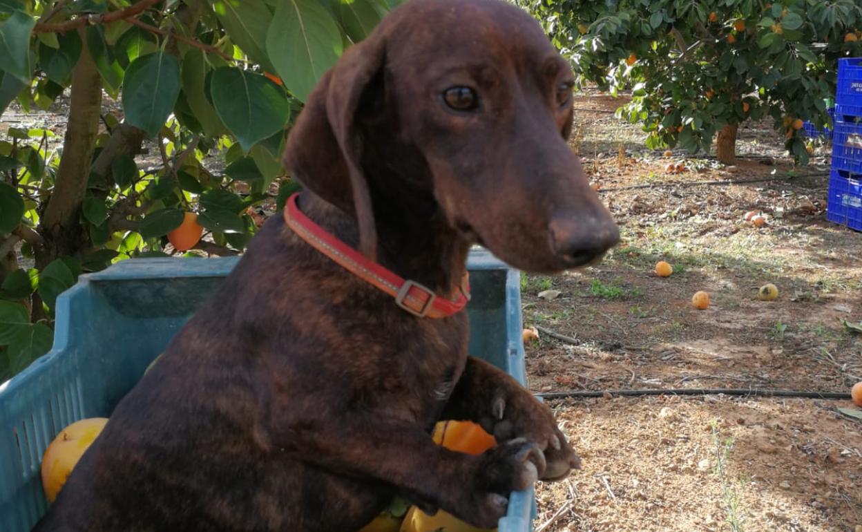 Enzo, perro que murió al recibir dos disparos en un campo de la Barraca de Aguas Vivas. 