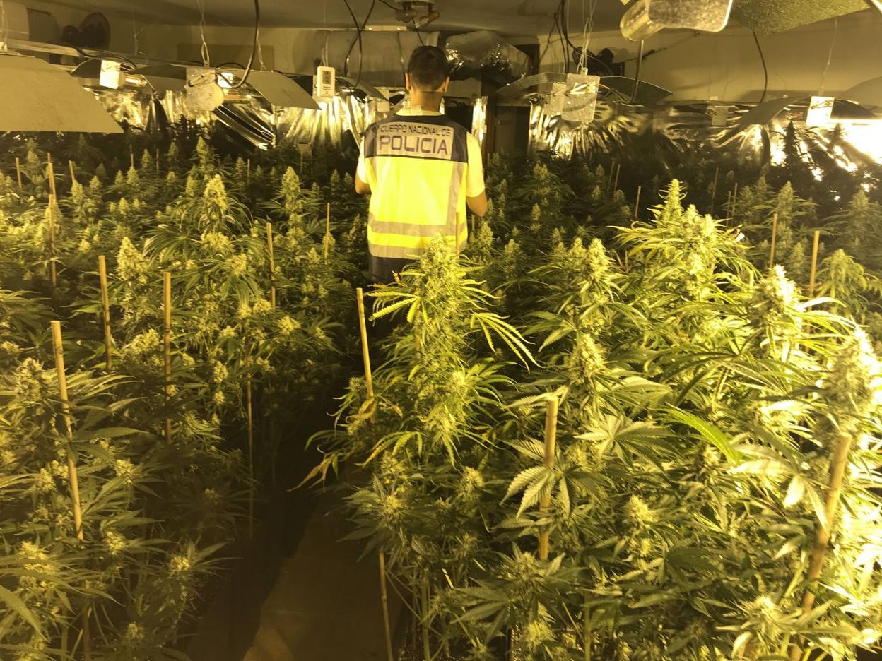 Un agente de la Policía Nacional recorre una plantación de marihuana. lp