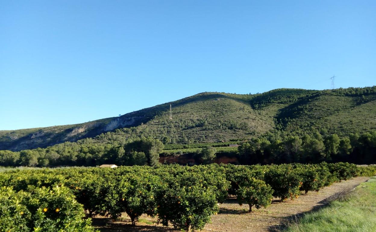 Terrenos de cultivo en plena producción que se verán afectados si se construye la presa. 