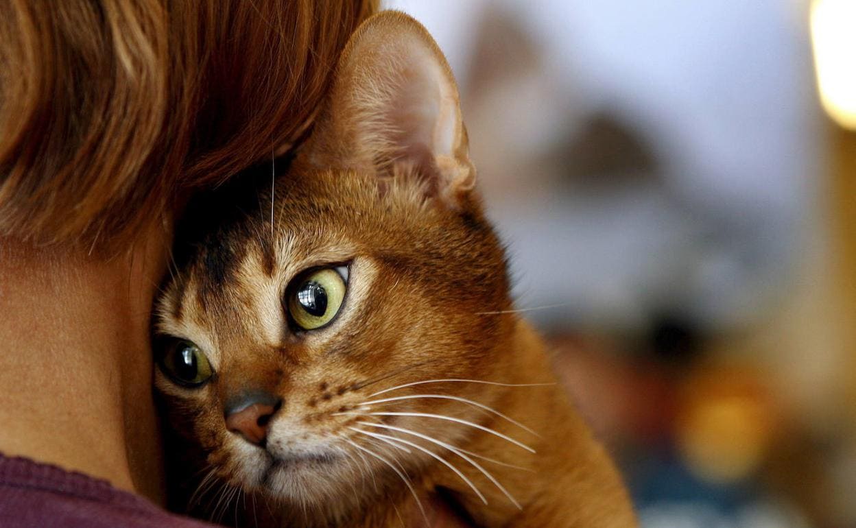 Un gato apoyado sobre el hombro de su dueña. 