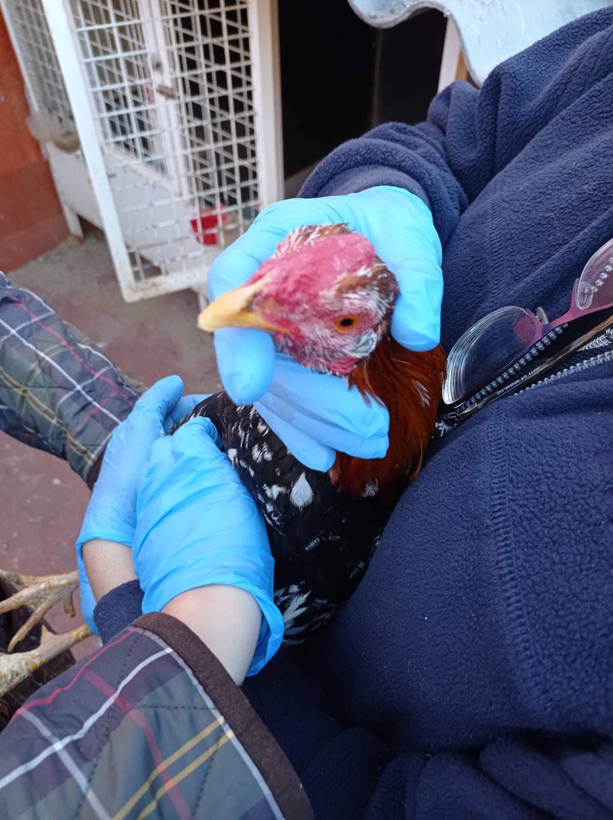 Fotos: La Policía Local de Valencia desmantela un criadero de gallos de pelea