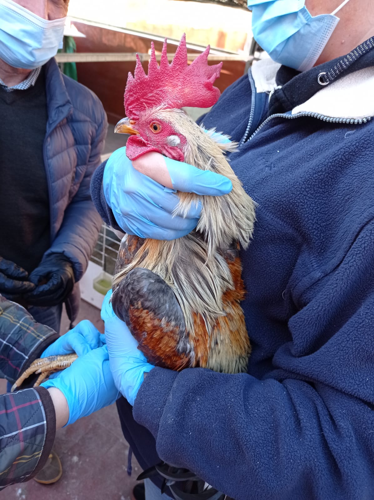 Fotos: La Policía Local de Valencia desmantela un criadero de gallos de pelea