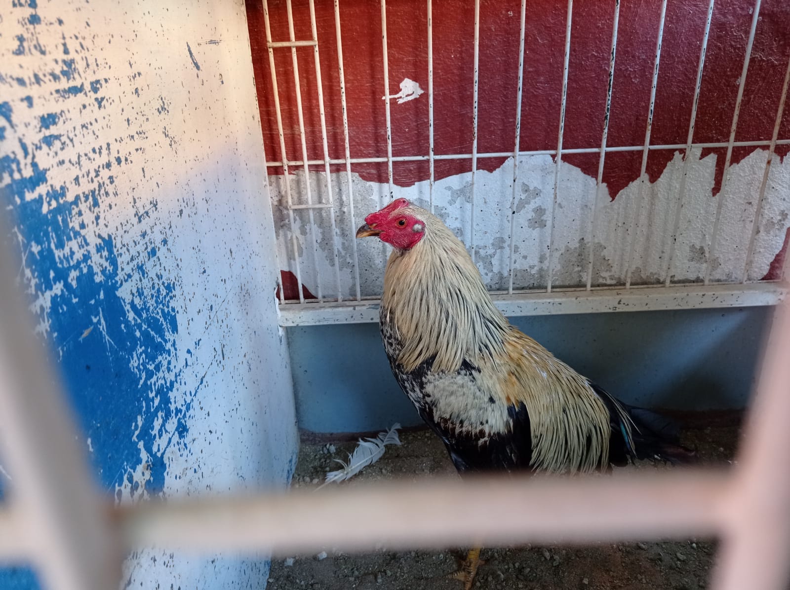 Fotos: La Policía Local de Valencia desmantela un criadero de gallos de pelea