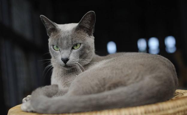 Por qué tu gato te pide que le abras la puerta pero ni entra ni sale