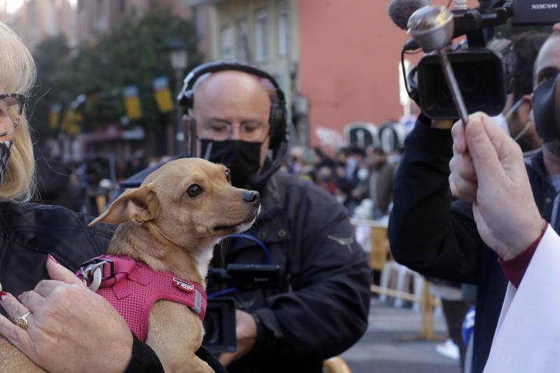 La bendición de animales se ha vuelto a celebrar en 2022 en la calle Sagunto de Valencia. 