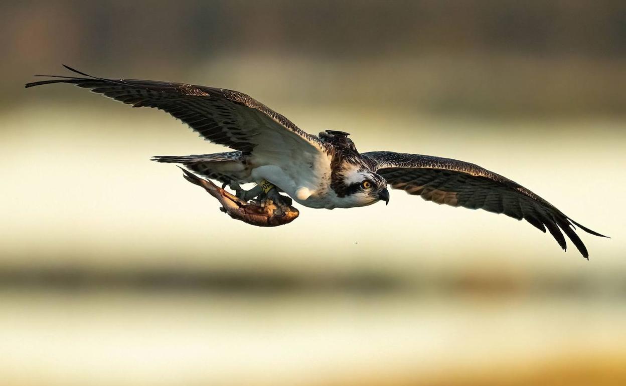 Un ejemplar de águila pescadora con su presa entre las garras. 