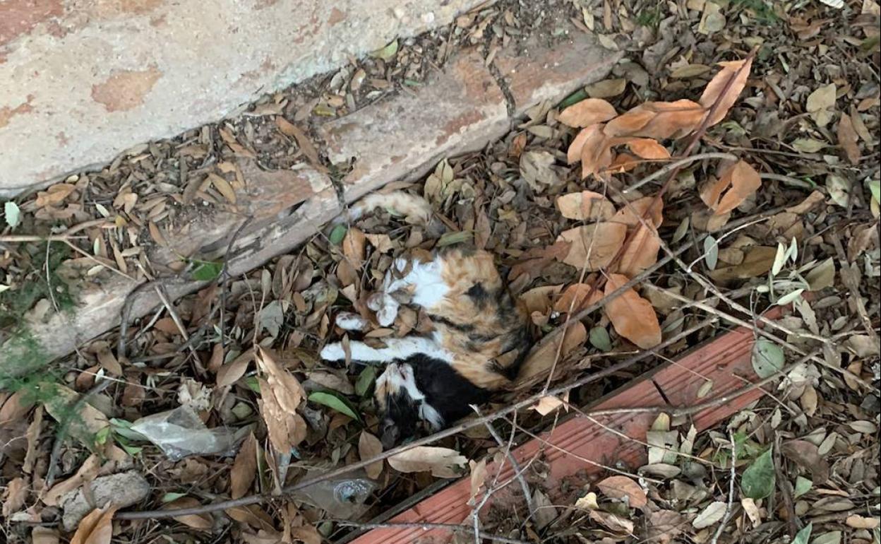 Uno de los gatos que ha aparecido muerto. 