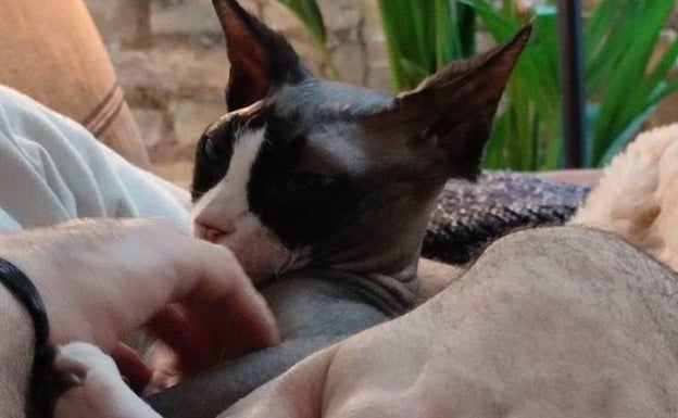 La gatita 'Sam', con uno de sus dueños. 