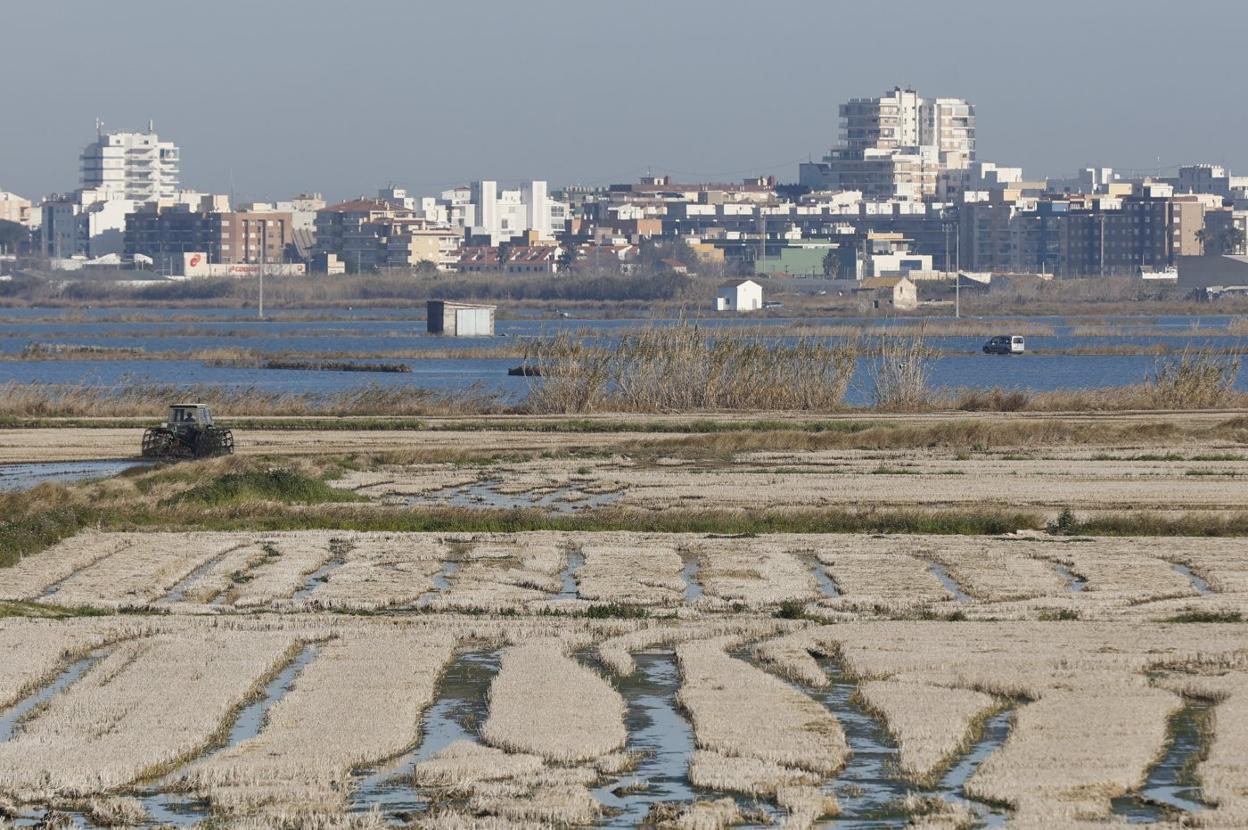 Campos de arroz en el parque natural de la Albufera. jesús signes