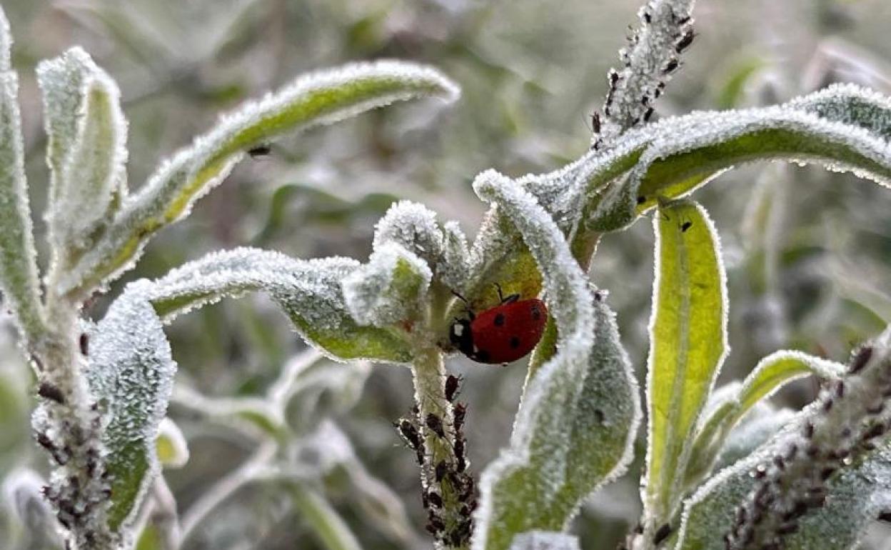 Tiempo en Valencia y Alicante: aviso Aemet por frío | Aemet activa el aviso amarillo en Valencia por temperaturas de hasta -6 grados