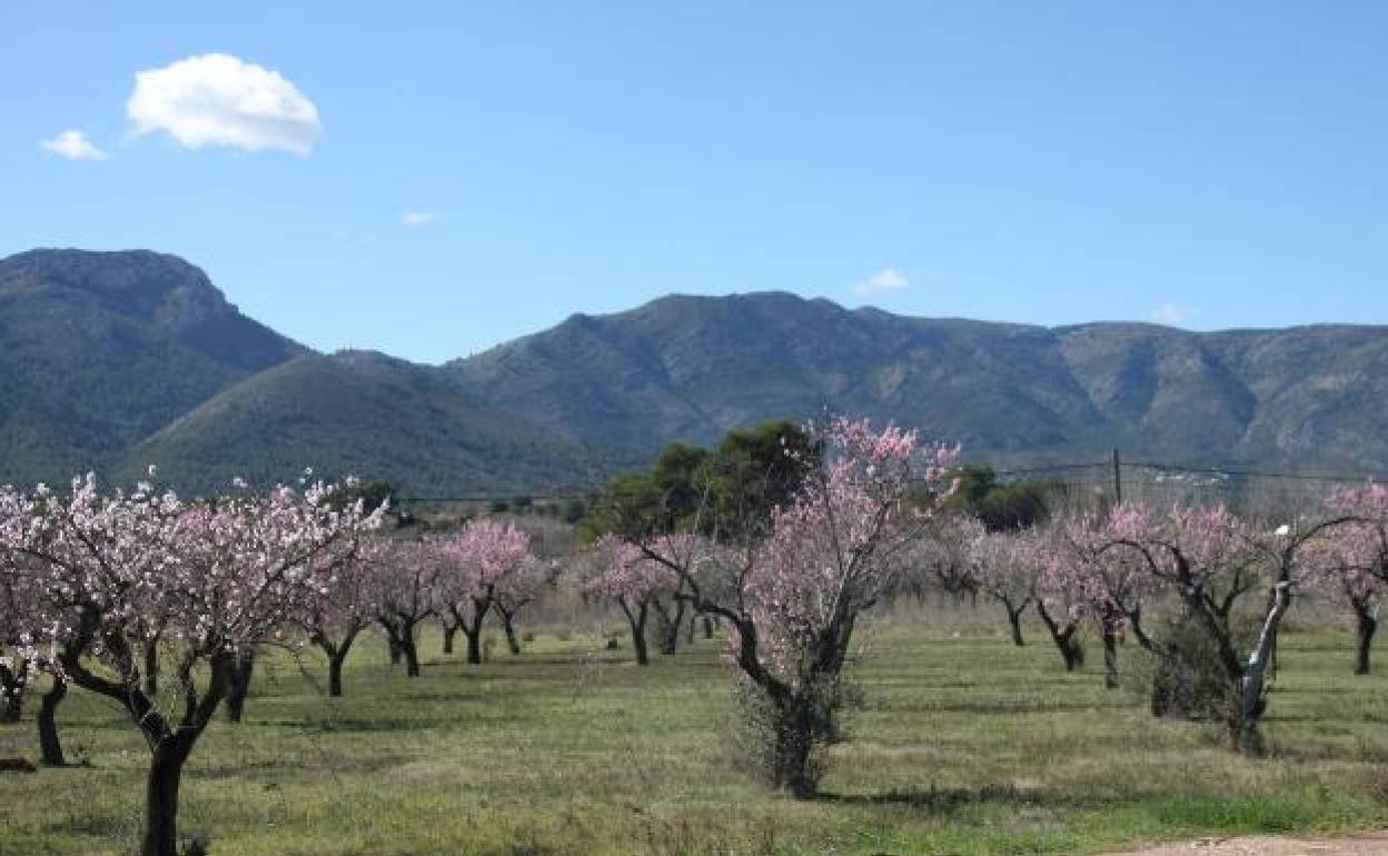 Imagen de archivo de un campo de almendros de Alcalalí afectado por Xylella. 