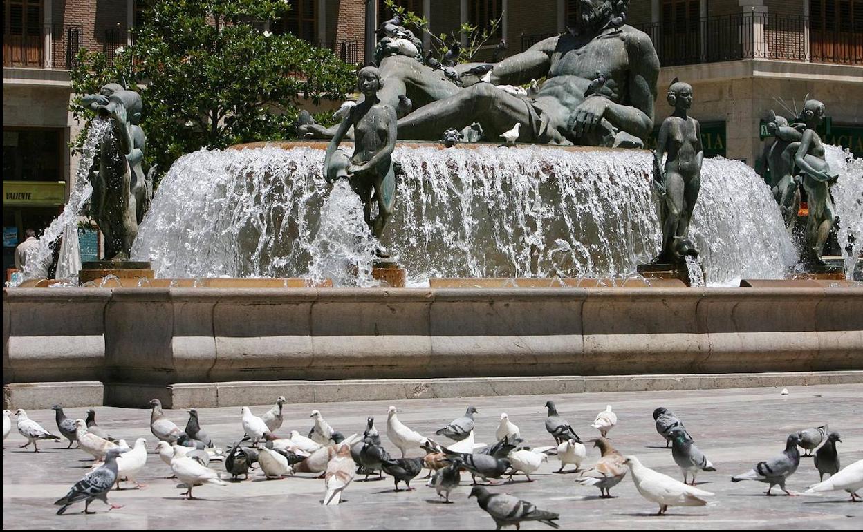 Palomas en la plaza de la Virgen. 