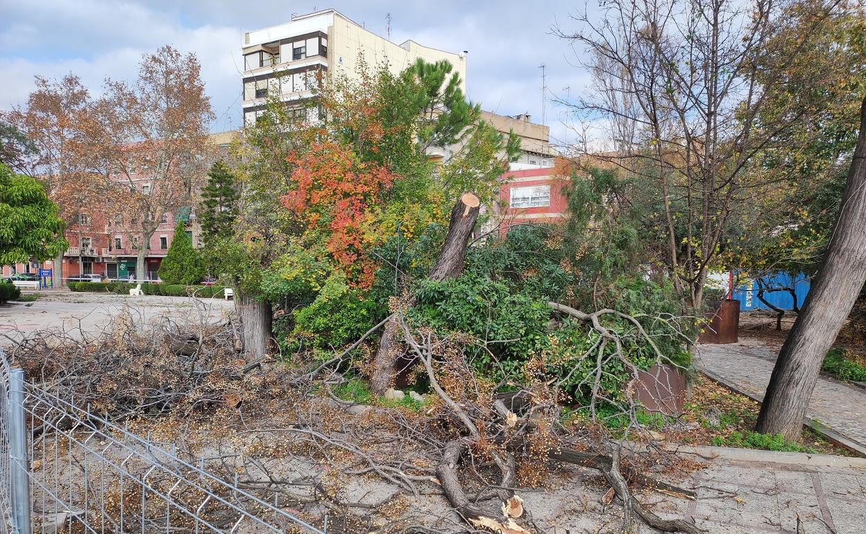 Tala de árboles durante las obras.