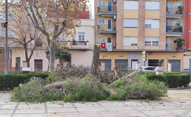 Otro de los árboles talado.